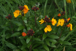 Erysimum cheiriMuurbloem bestellen